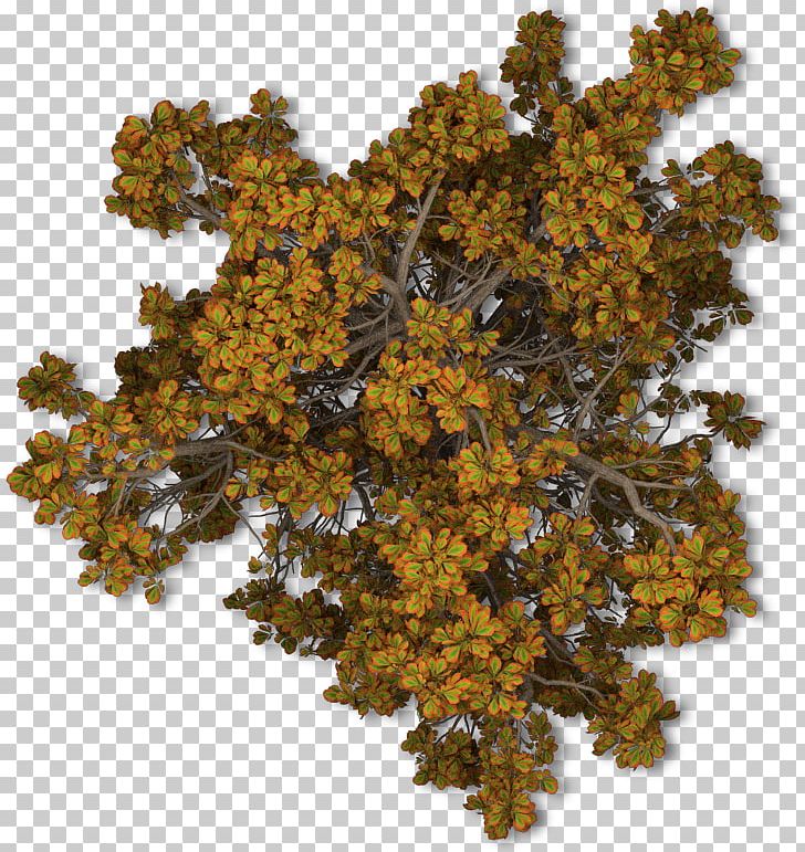 Tree Autumn Leaf Shrub PNG, Clipart, Autumn, Autumn Leaf, Autumn Leaf Color, Branch, Deciduous Free PNG Download