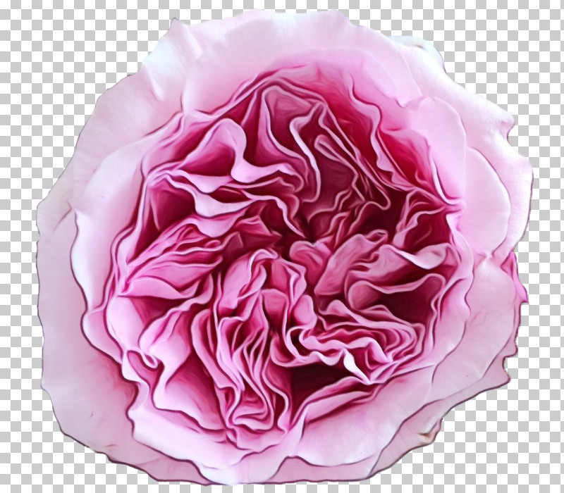Garden Roses PNG, Clipart, Cabbage Rose, Carnation, Cut Flowers, Floribunda, Flower Free PNG Download