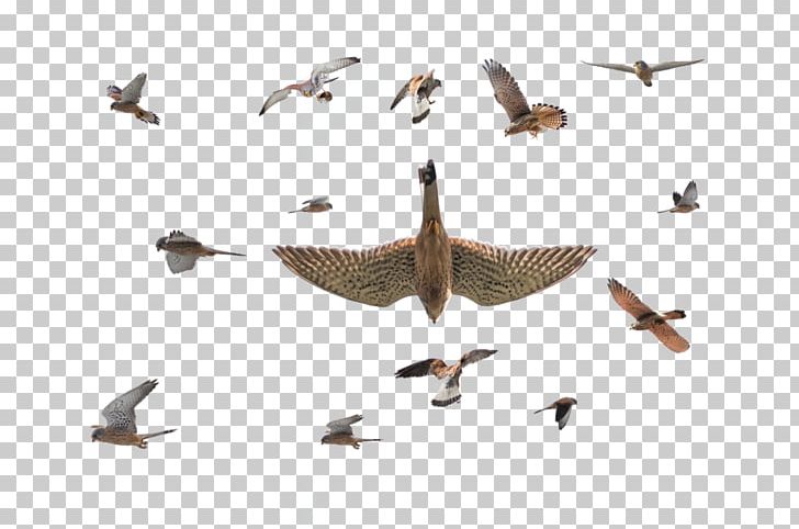 Bird Migration Goose Cygnini Duck PNG, Clipart, Anatidae, Animal Migration, Animals, Beak, Bird Free PNG Download