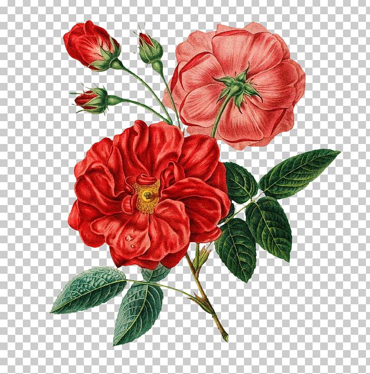 Flower Bouquet Botany Rose Botanical Illustration PNG, Clipart, Annual Plant, Camellia, China Rose, Cut Flowers, Drawing Free PNG Download