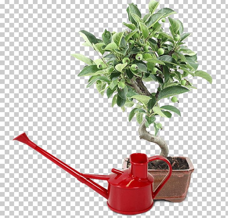 Flowerpot Houseplant Tree Herb PNG, Clipart, Flowerpot, Food Drinks, Herb, Houseplant, Plant Free PNG Download