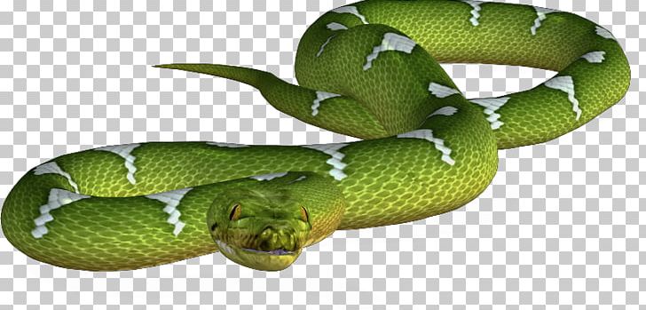 Snake U9577u86c7 PNG, Clipart, Animals, Arrow, Background Green, Download, Elapidae Free PNG Download