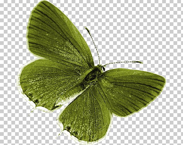 Butterfly Nymphalidae PNG, Clipart, Albom, Arthropod, Blue Butterfly, Brush Footed Butterfly, Butterflies Free PNG Download