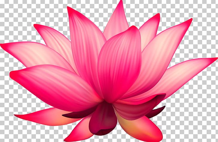 Nelumbo Nucifera Flower Stock Photography PNG, Clipart, Aquatic Plant, Balloon Cartoon, Cartoon, Cartoon Character, Cartoon Eyes Free PNG Download