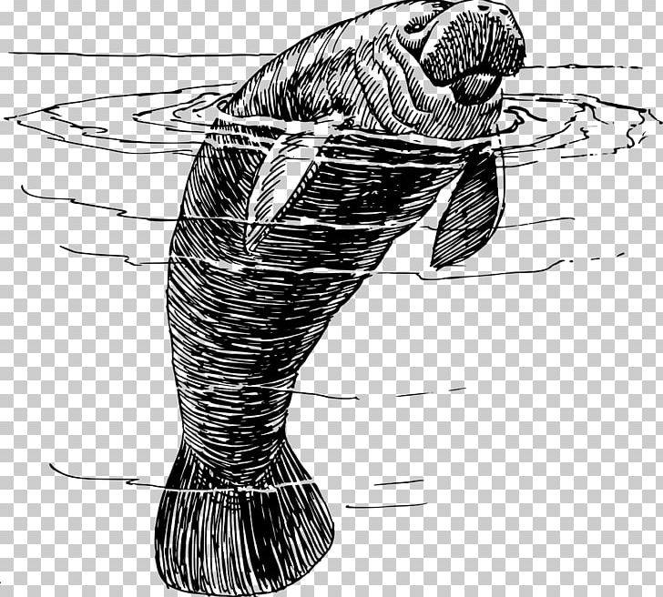 West Indian Manatee Save The Manatee Club Miami Manatees Drawing PNG, Clipart, Animal, Aquatic, Art, Black And White, Cizimler Free PNG Download