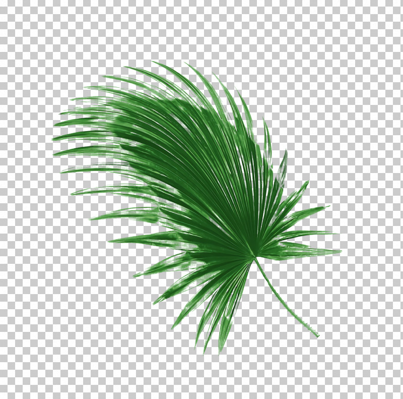 Palm Trees PNG, Clipart, Biology, Leaf, Palm Trees, Plants, Plant Structure Free PNG Download