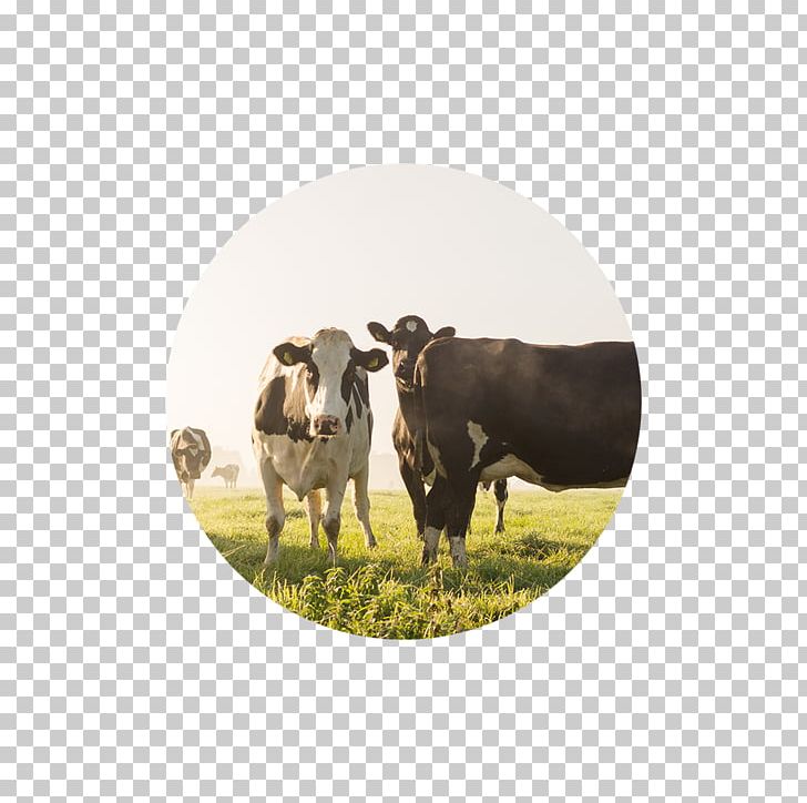 Cattle Agriculture Dairy Farming Business PNG, Clipart, Agriculture, Business, Cattle, Cattle Like Mammal, Cow Goat Family Free PNG Download