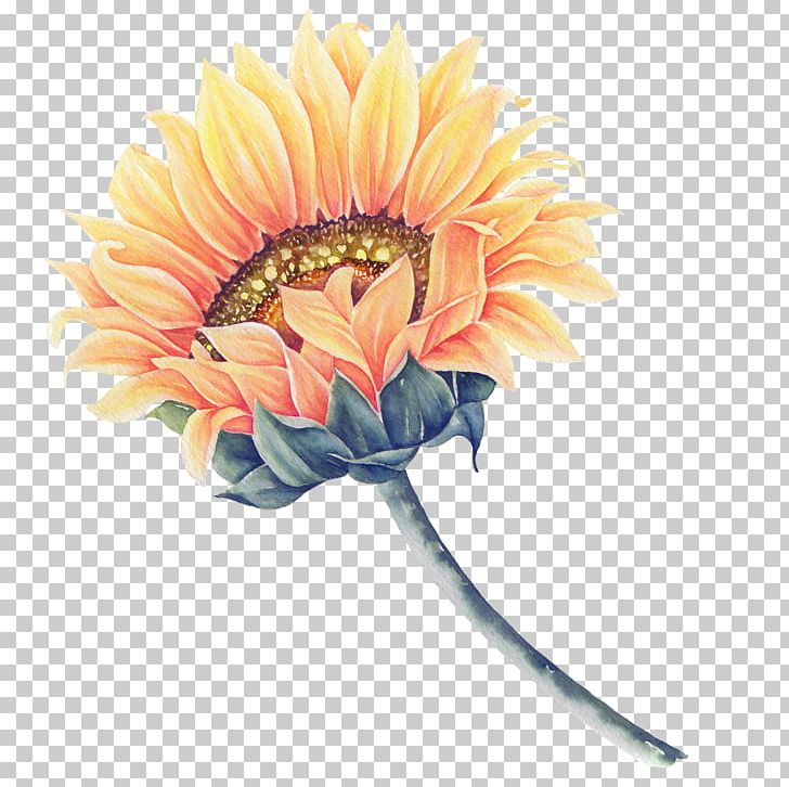 Common Sunflower Watercolor Painting PNG, Clipart, Artificial Flower, Cartoon, Color, Cut Flowers, Daisy Family Free PNG Download