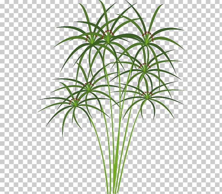 Cyperus Papyrus Paper Nile PNG, Clipart, Aquatic Plants, Arecales, Computer Icons, Cyperus Papyrus, Drawing Free PNG Download