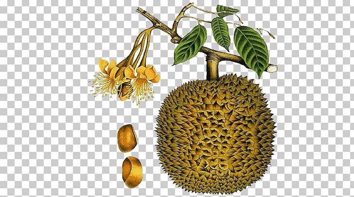 Durio Zibethinus Fruit Plants Of Love: The History Of Aphrodisiacs And A Guide To Their Identification And Use Black And White PNG, Clipart, Black And White, Breadnut, Cempedak, Coloring Book, Durian Free PNG Download