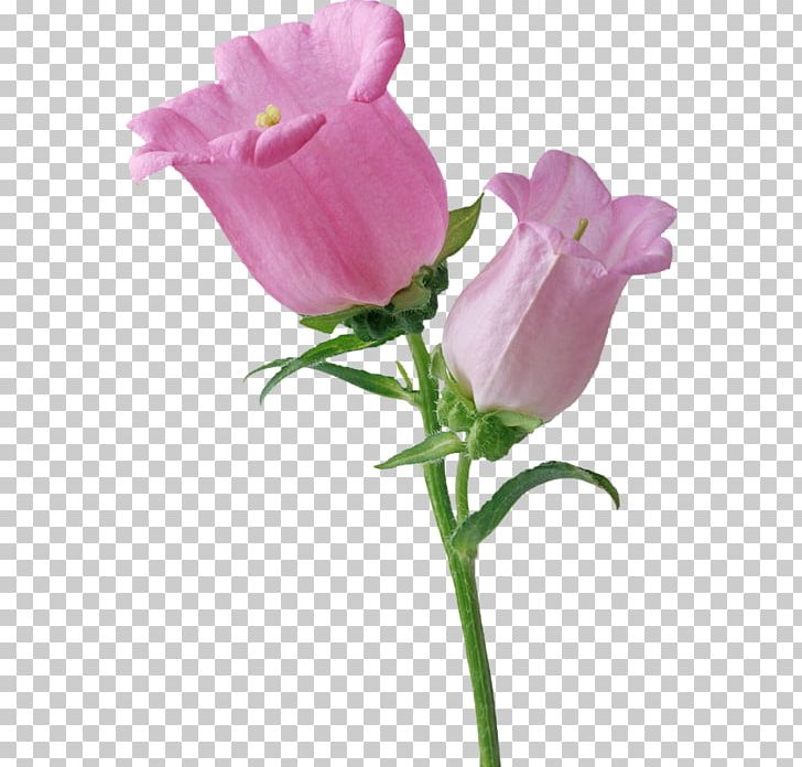 GIFアニメーション Giphy PNG, Clipart, Animation, Bellflower Family, Bud, Desktop Wallpaper, Flower Free PNG Download