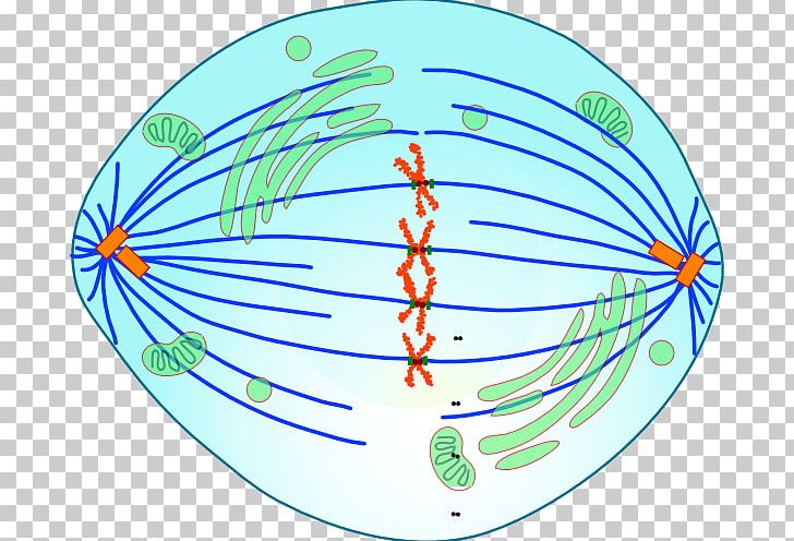 Metaphase Mitosis Anaphase Meiosis Cell PNG, Clipart, Anaphase, Area, Cell, Cell Cycle, Cell Division Free PNG Download