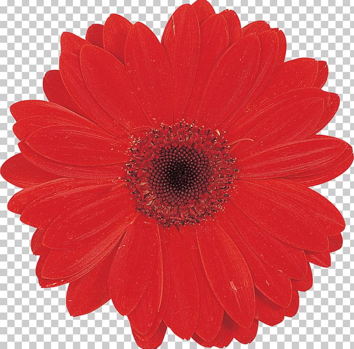 Party FestiMania Cut Flowers Cup PNG, Clipart, Chrysanthemum, Chrysanths, Color, Cup, Cut Flowers Free PNG Download