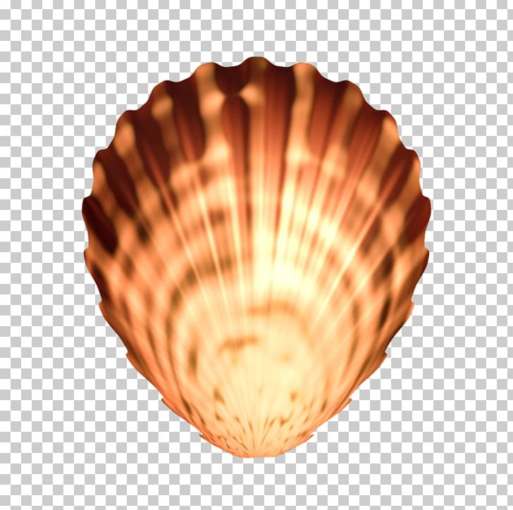 Cockle Seashell Conchology PNG, Clipart, Animals, Beach, Clam, Cockle, Conchology Free PNG Download
