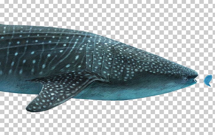 Great White Shark Whale Shark International Shark Attack File Megalodon PNG, Clipart, Animals, Basking Shark, Cartilaginous Fish, Chondrichthyes, Fin Free PNG Download