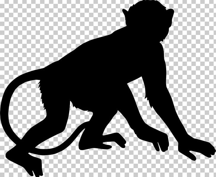 Primate Monkey PNG, Clipart, Animals, Big Cats, Black, Black And White, Carnivoran Free PNG Download