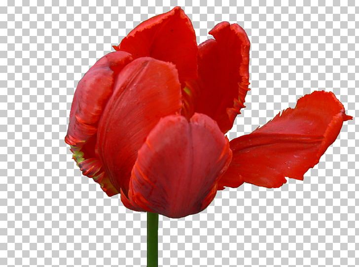 Black Tulip Flower PNG, Clipart, Black Tulip, Flower, Flowering Plant, Flowers, Liliaceae Free PNG Download