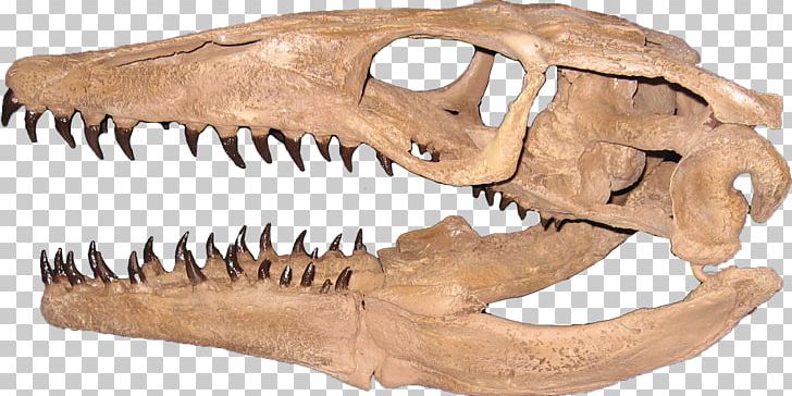 Plioplatecarpus Mosasaurus Tylosaurus Rocky Mountain Dinosaur Resource Center PNG, Clipart, Animal Figure, Bone, Cretaceous, Demopolis Chalk, Dinosaur Free PNG Download