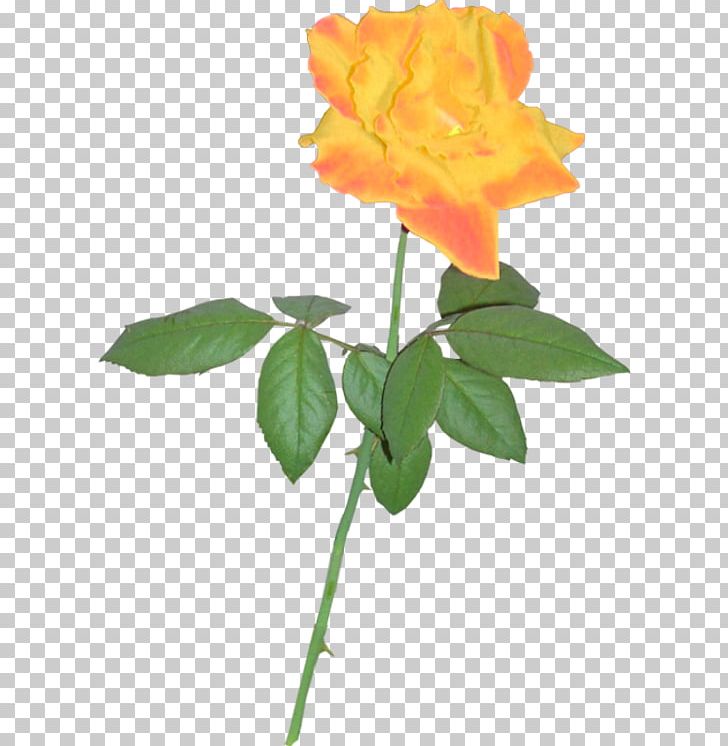 Rose Silhouette PNG, Clipart, Art, Branch, Bud, China Rose, Cut Flowers Free PNG Download