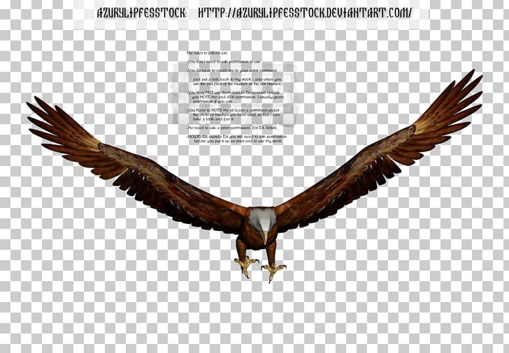 Bald Eagle PNG, Clipart, Accipitriformes, Animals, Art Object, Bald Eagle, Beak Free PNG Download