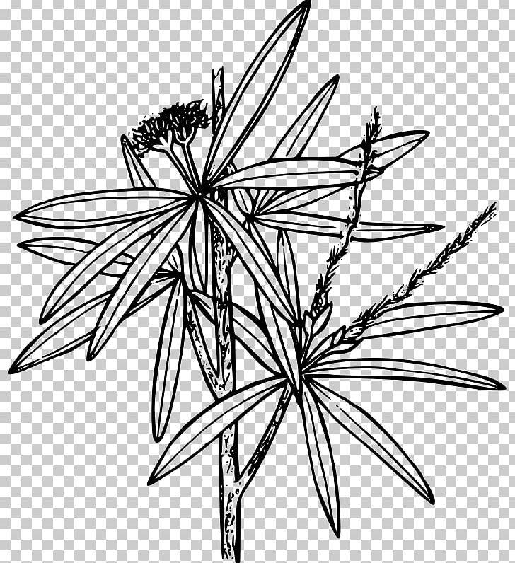 Cercocarpus Ledifolius Encapsulated PostScript PNG, Clipart, Angle, Artwork, Black And White, Branch, Cercocarpus Free PNG Download