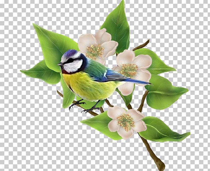 Flowering Plant Beak PNG, Clipart, Beak, Bird, Flower, Flowering Plant, Nature Free PNG Download