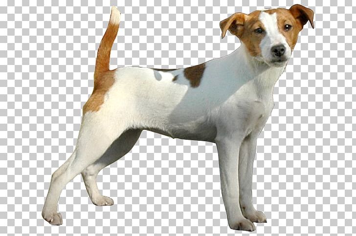 Jack Russell Terrier Parson Russell Terrier Miniature Fox Terrier Brazilian Terrier Plummer Terrier PNG, Clipart, Brazilian Terrier, Carnivoran, Companion Dog, Dog Breed, Dog Breed Group Free PNG Download