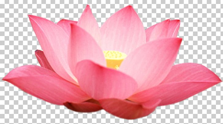 Nelumbo Nucifera Seungcheonsa Android Application Package Leaf PNG, Clipart, Android Application Package, Aquatic Plant, Buddha, Closeup, Flower Free PNG Download