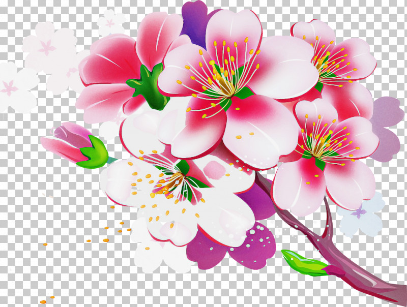 Cherry Blossom PNG, Clipart, Blossom, Branch, Cherry Blossom, Cut Flowers, Floral Design Free PNG Download