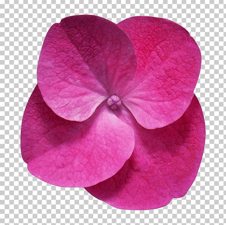 Flower Desktop PNG, Clipart, 4k Resolution, 720p, 1080p, Animation, Aspect Ratio Free PNG Download