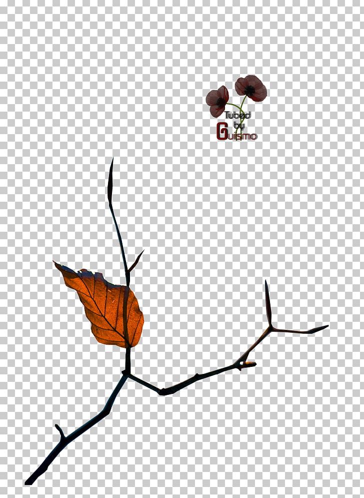 Twig Insect Plant Stem Leaf PNG, Clipart, Animals, Branch, Clique, Flower, Flowering Plant Free PNG Download