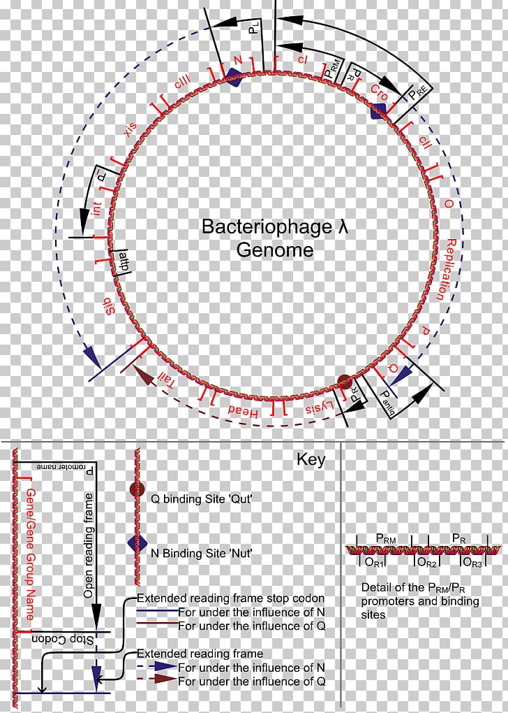 A Genetic Switch Lambda Phage Bacteriophage Genome PNG, Clipart, Angle, Area, Bacteria, Bacteriophage, Circle Free PNG Download