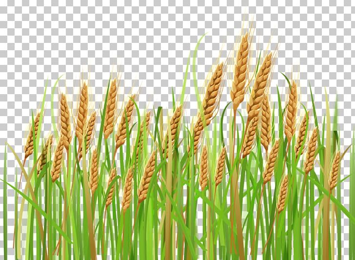 Common Wheat Cereal Ear PNG, Clipart, Cereal, Chrysopogon Zizanioides, Com, Commodity, Crop Free PNG Download