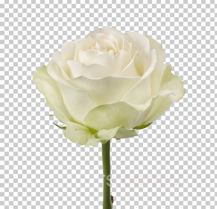 Garden Roses Flower Bouquet White PNG, Clipart, Artificial Flower, Artikel, Blue Rose, Cut Flowers, Floribunda Free PNG Download