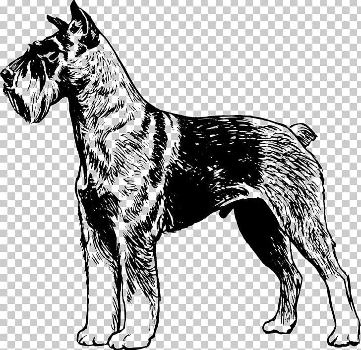 Miniature Schnauzer Puppy PNG, Clipart, Ancient Dog Breeds, Animals, Autocad Dxf, Black And White, Carnivoran Free PNG Download