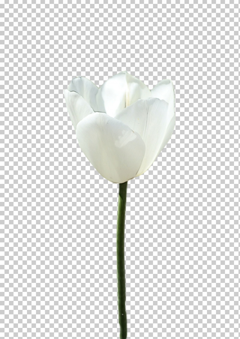 Rose PNG, Clipart, Biology, Cut Flowers, Flower, Meter, Paint Free PNG Download