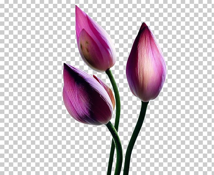 Flower PNG, Clipart, Art, Bud, Buds, Color, Download Free PNG Download