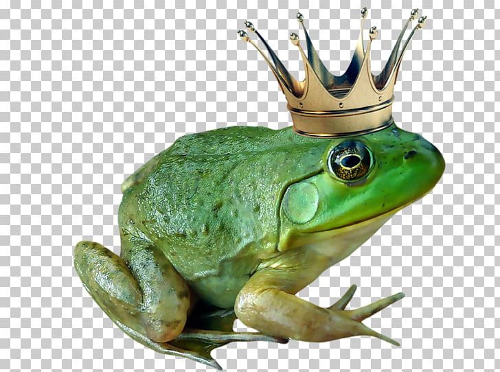 American Bullfrog The Frog Prince PNG, Clipart, Adobe Flash Player, American Bullfrog, Amphibian, Animals, Bullfrog Free PNG Download