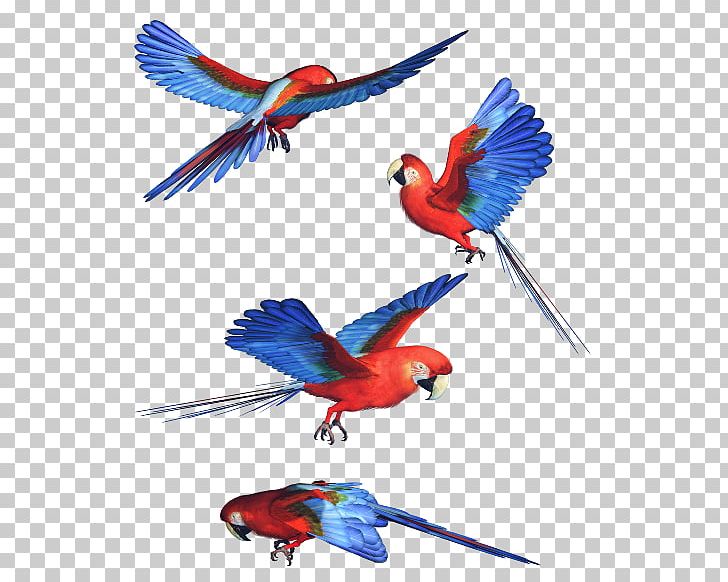 Budgerigar Macaw Parrot Bird PNG, Clipart, Animal, Animals, Beak, Bird, Blue Free PNG Download