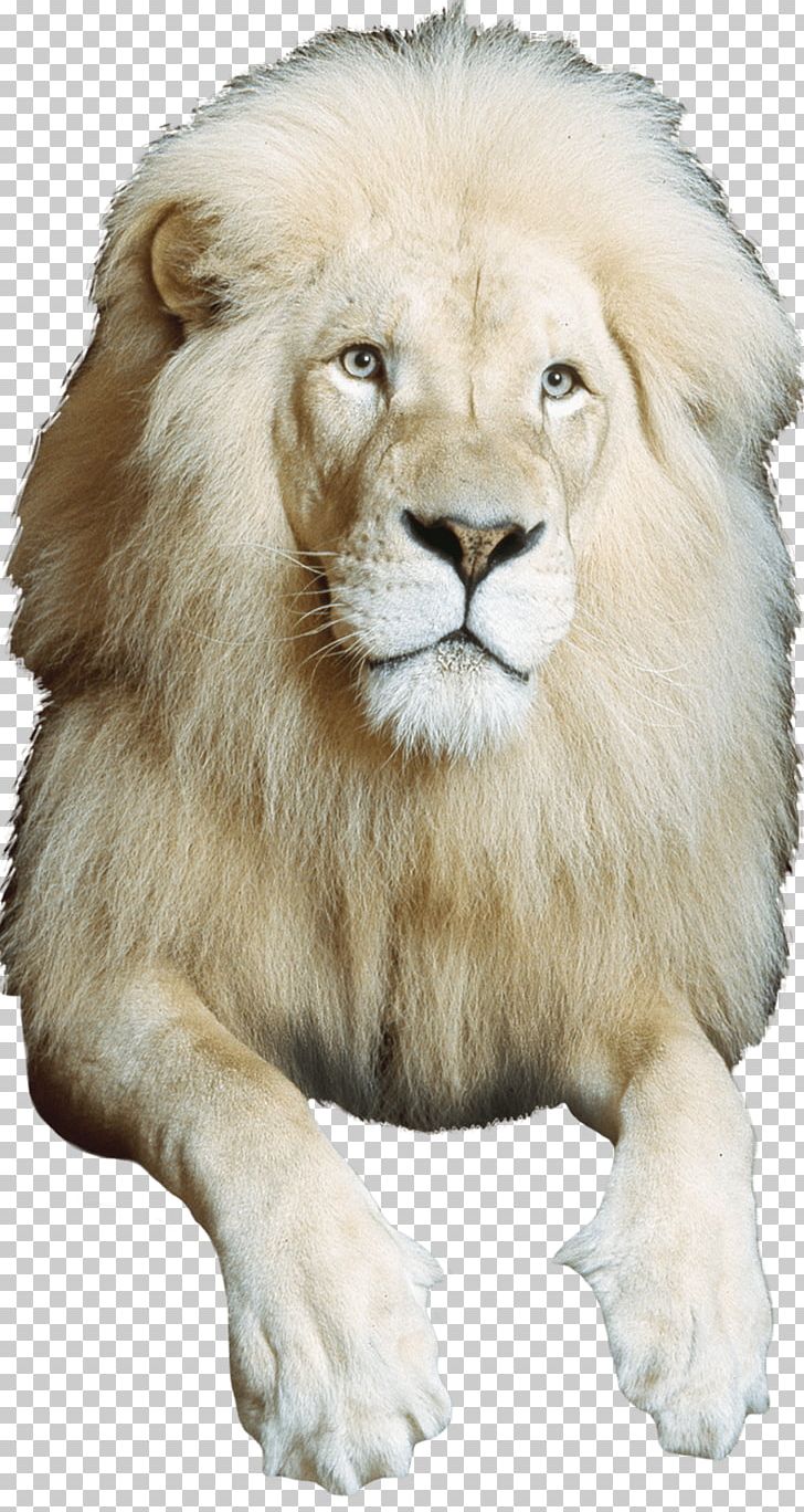East African Lion Circus Whiskers Mane Photography PNG, Clipart, Animal, Back On, Big Cats, Carnivoran, Carol M Highsmith Free PNG Download