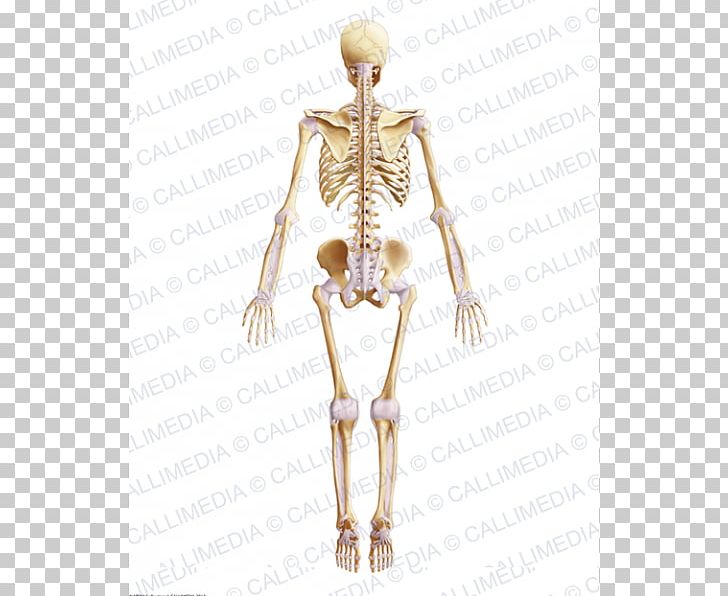 Hip Muscle Skeleton Bone Pelvis PNG, Clipart, Anatomy, Arm, Blood Vessel, Bone, Buttocks Free PNG Download