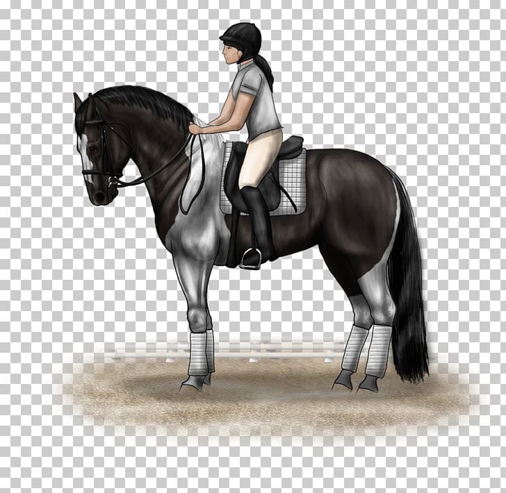 Hunt Seat Horse Equestrian Bridle Stallion PNG, Clipart, Animal Training, Bit, Bridle, Dressage, English Riding Free PNG Download