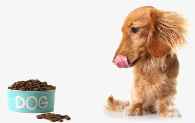 See Dog Food Hungry PNG, Clipart, Dog Clipart, Food, Food Clipart, Golden, Hungry Clipart Free PNG Download