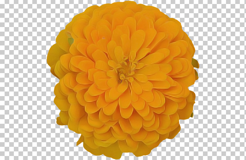 Orange PNG, Clipart, English Marigold, Flower, Orange, Petal, Plant Free PNG Download