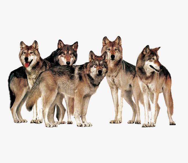 A Pack Of Wolves Animals PNG, Clipart, Animal, Animals Clipart, Five, Five Wolves, Pack Free PNG Download