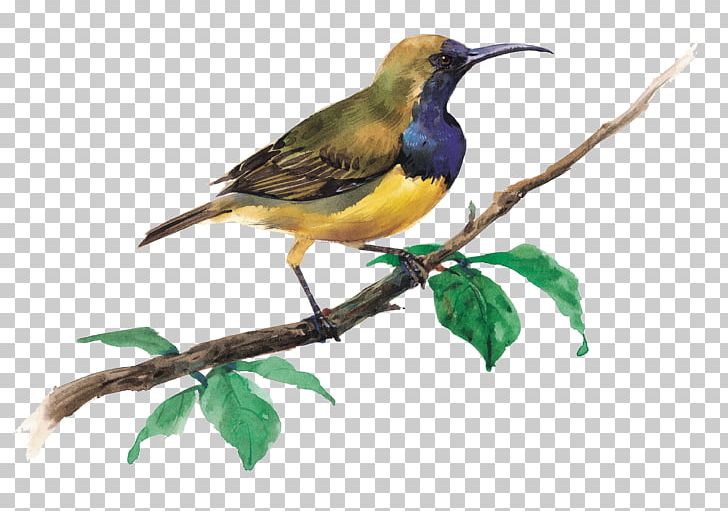 Bird Feeder Domestic Canary Parrot Nest Box PNG, Clipart, Aliexpress, Animal, Animals, Beak, Bird Free PNG Download