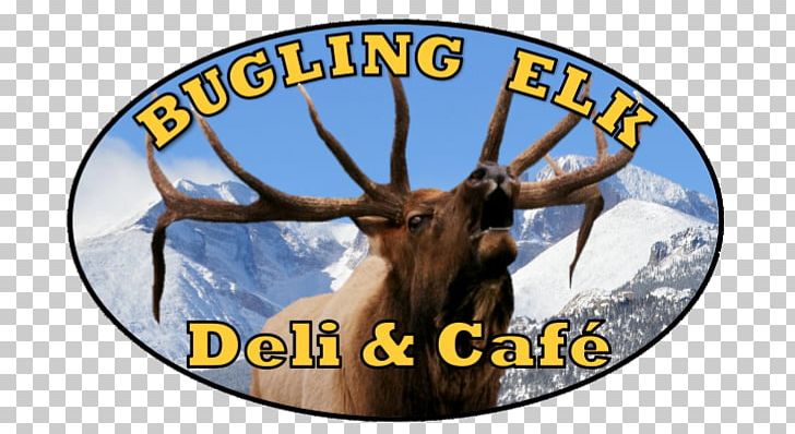 Cattle Elk Antler Wildlife PNG, Clipart, Antler, Cattle, Cattle Like Mammal, Deer, Elk Free PNG Download