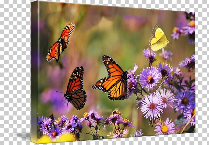 Monarch Butterfly Fine Art Photography PNG, Clipart, Brush, Brush Footed Butterfly, Butterflies And Moths, Butterfly, Fine Art Free PNG Download