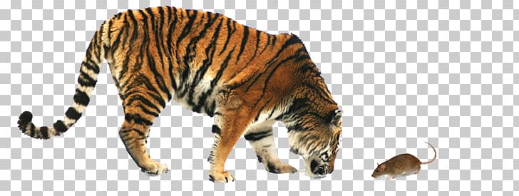 Tiger My Love Stock Photography PNG, Clipart, Animal, Animal Figure, Big Cats, Carnivoran, Cat Like Mammal Free PNG Download