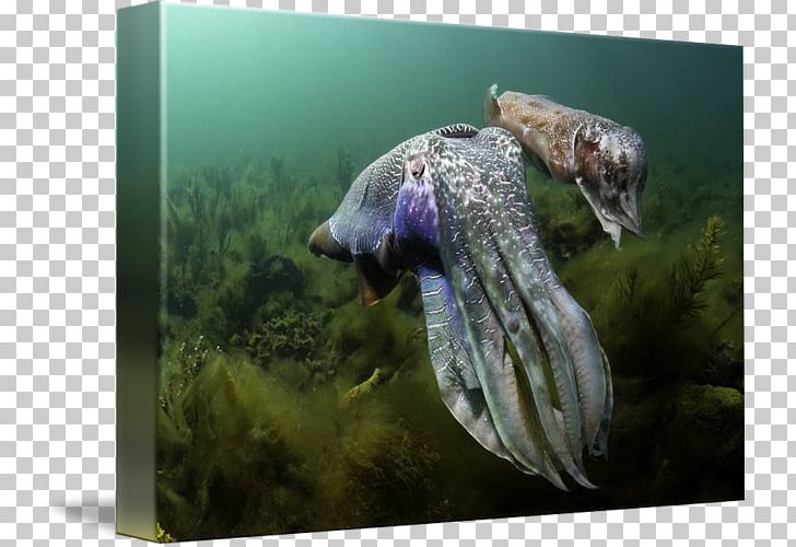 Wildlife Fauna PNG, Clipart, Cuttlefish, Fauna, Organism, Others, Wildlife Free PNG Download